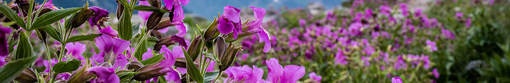 A horizontal banner with purple flowers.